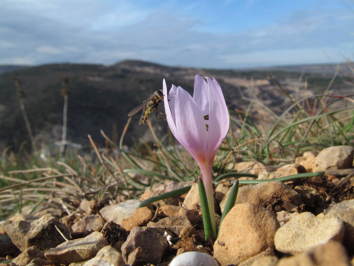 Image of Colchicum triphyllum specimen.