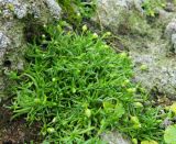 Смотреть изображение Sagina saginoides