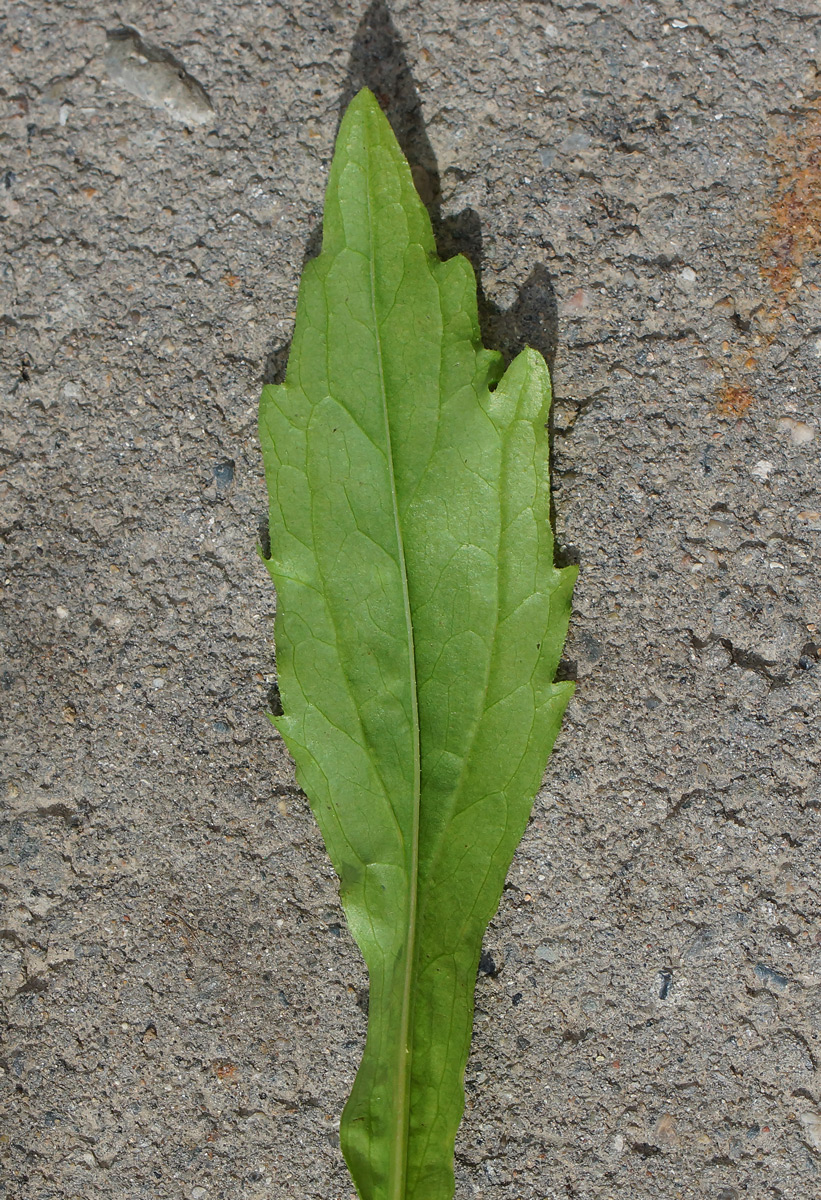 Image of Erigeron annuus specimen.