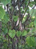 Cercis canadensis. Ветви с плодами. США, штат Мериленд, Роквилл, в уличном озеленении. 18 сентября 2007 г.