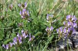 Astragalus masenderanus