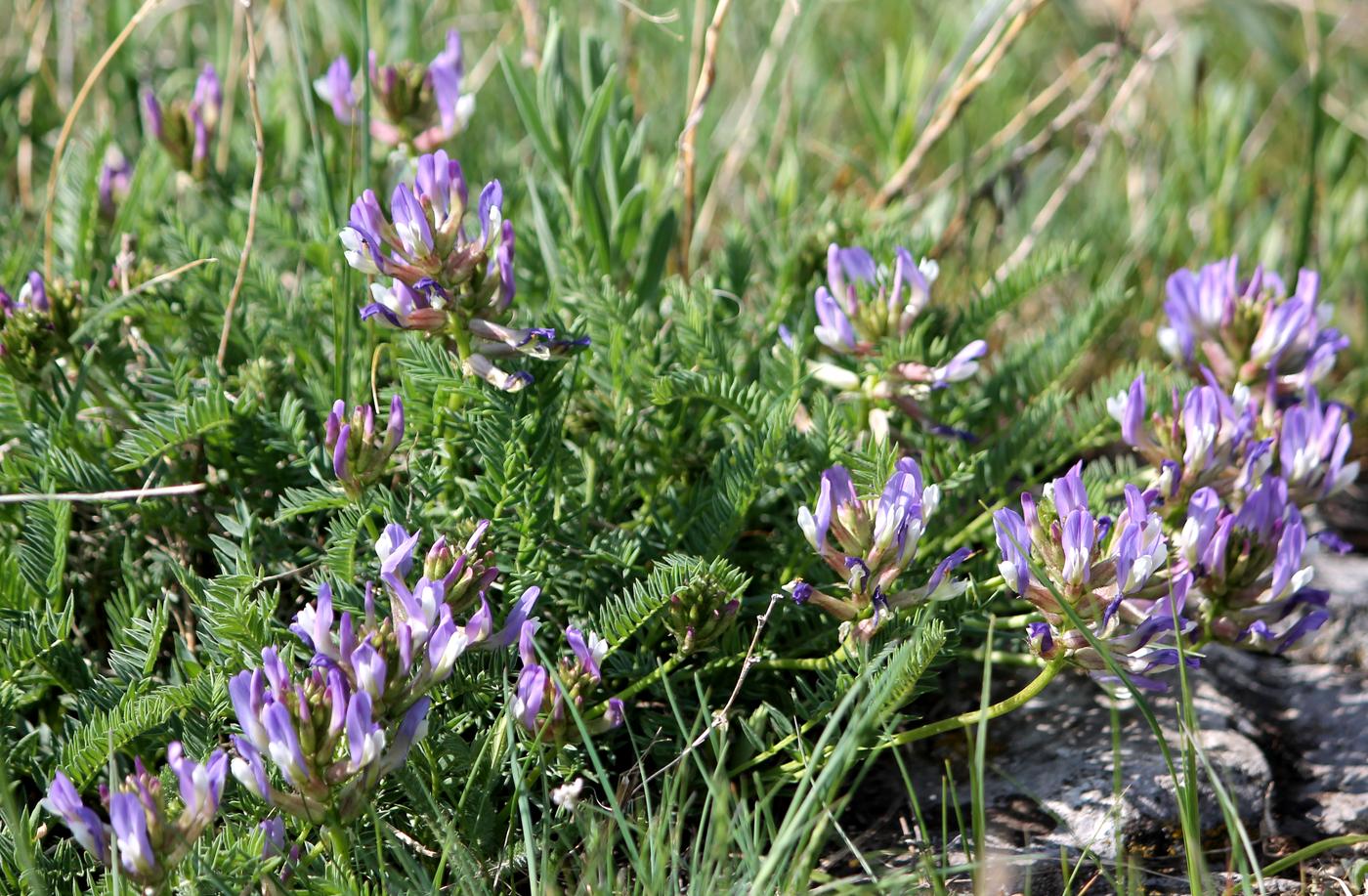 Изображение особи Astragalus masenderanus.