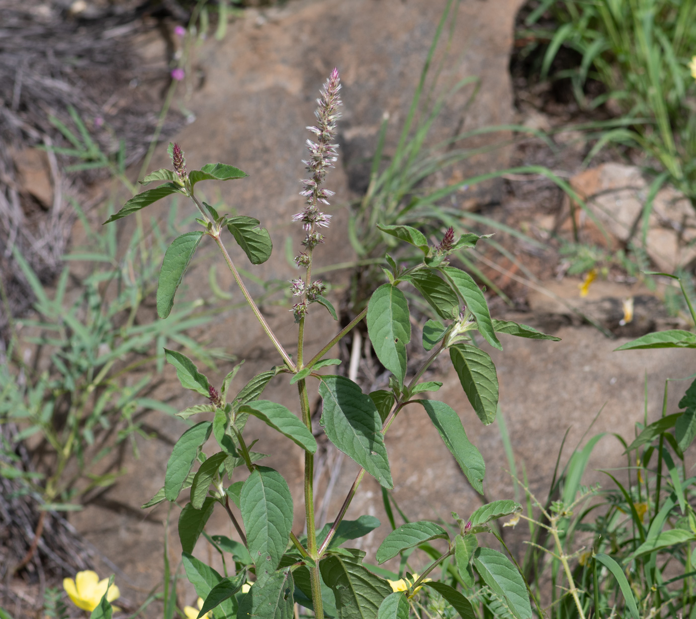 Image of Nelsia quadrangula specimen.