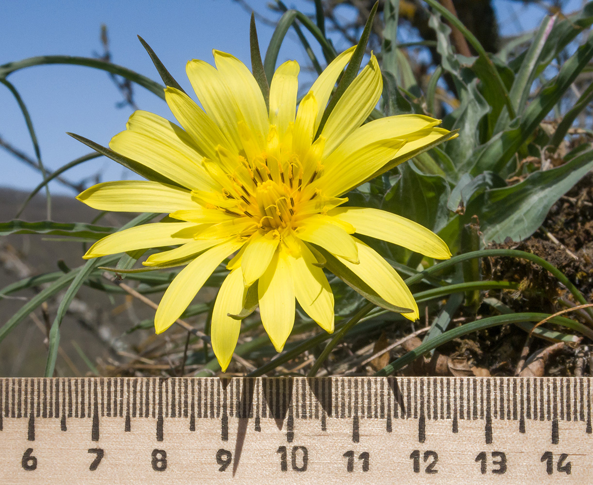 Изображение особи род Tragopogon.