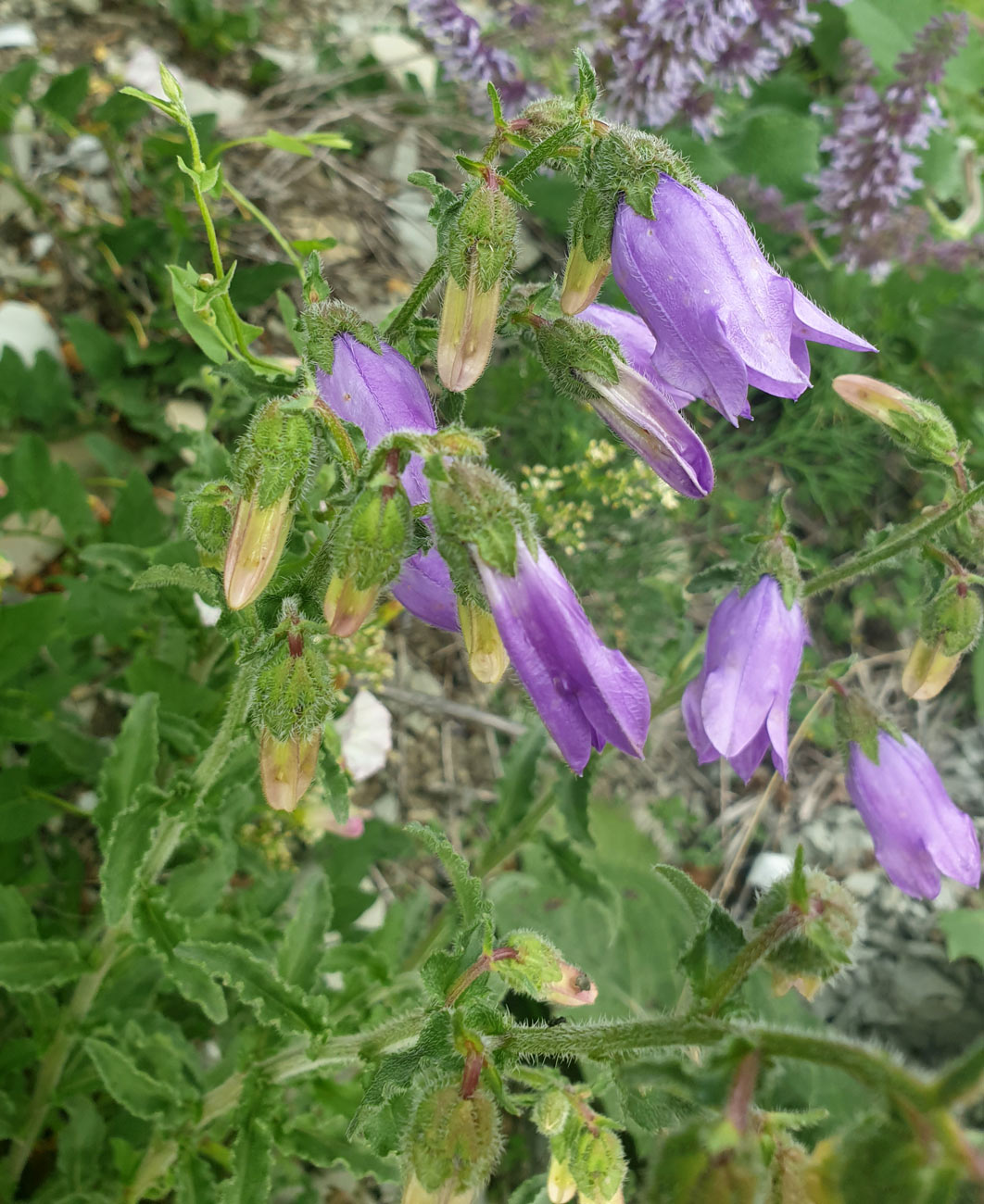 Изображение особи Campanula komarovii.