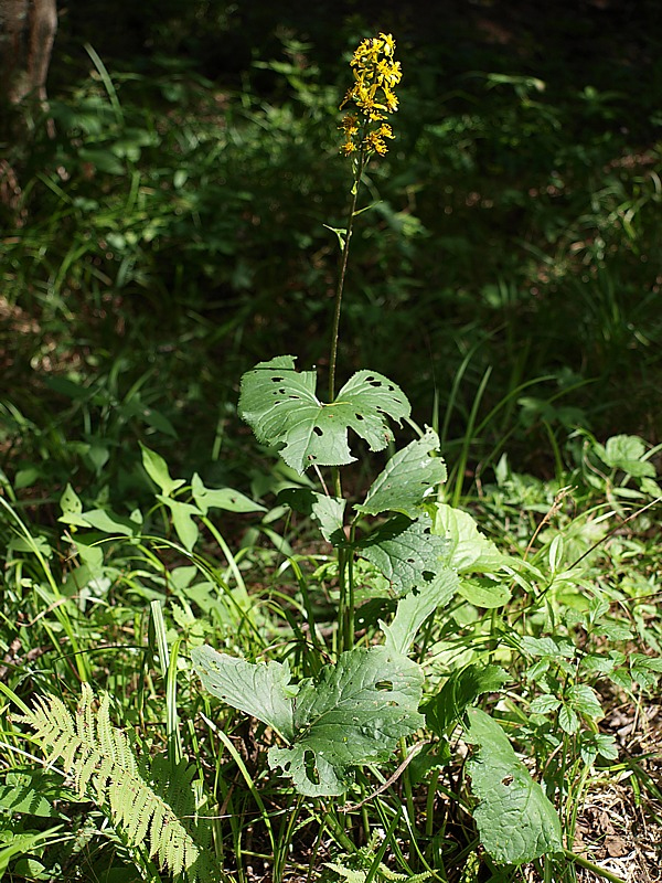 Изображение особи Ligularia jaluensis.