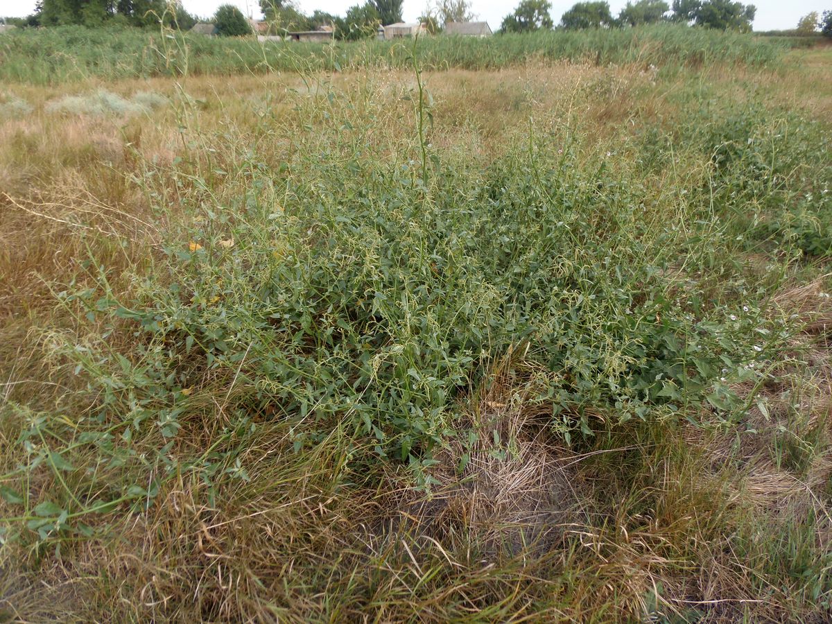 Image of Atriplex micrantha specimen.