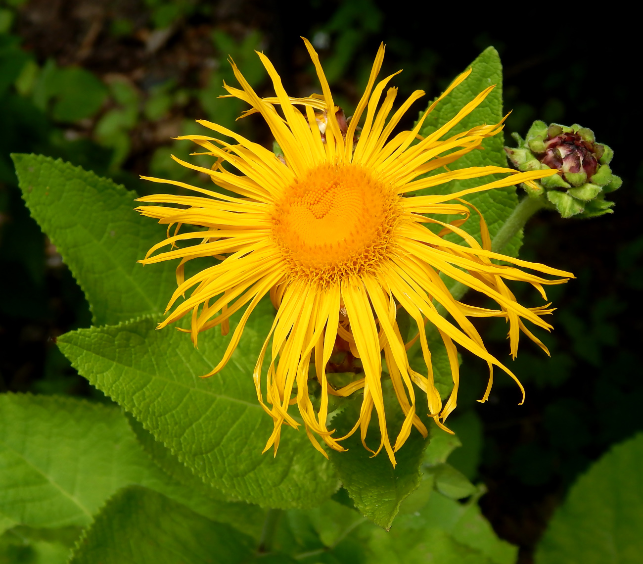 Image of Inula magnifica specimen.