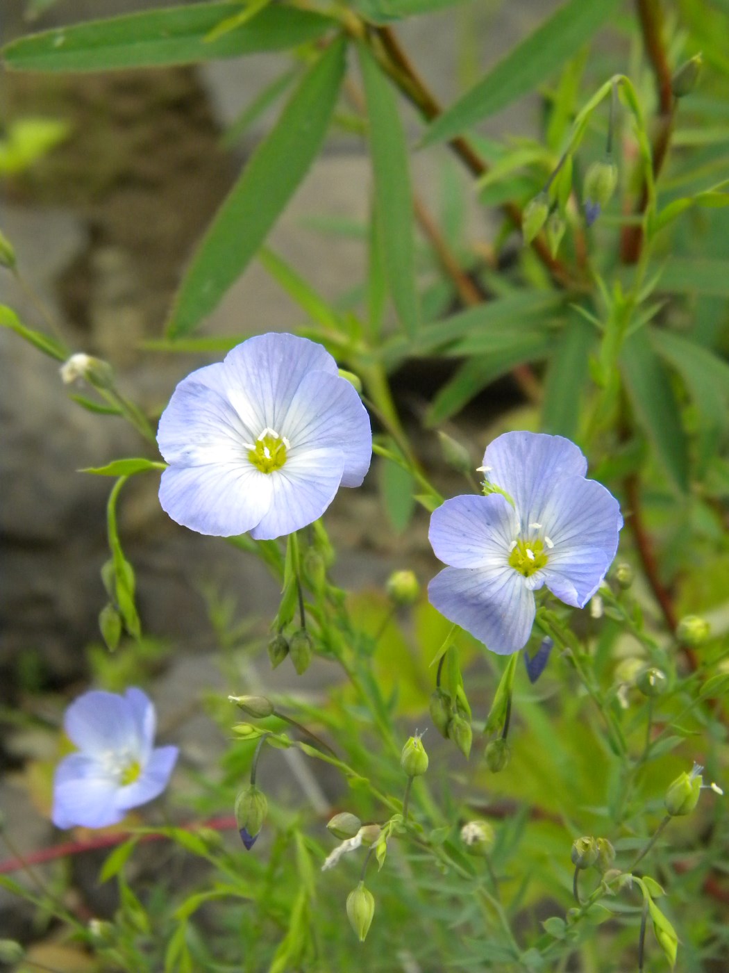 Image of Linum komarovii specimen.