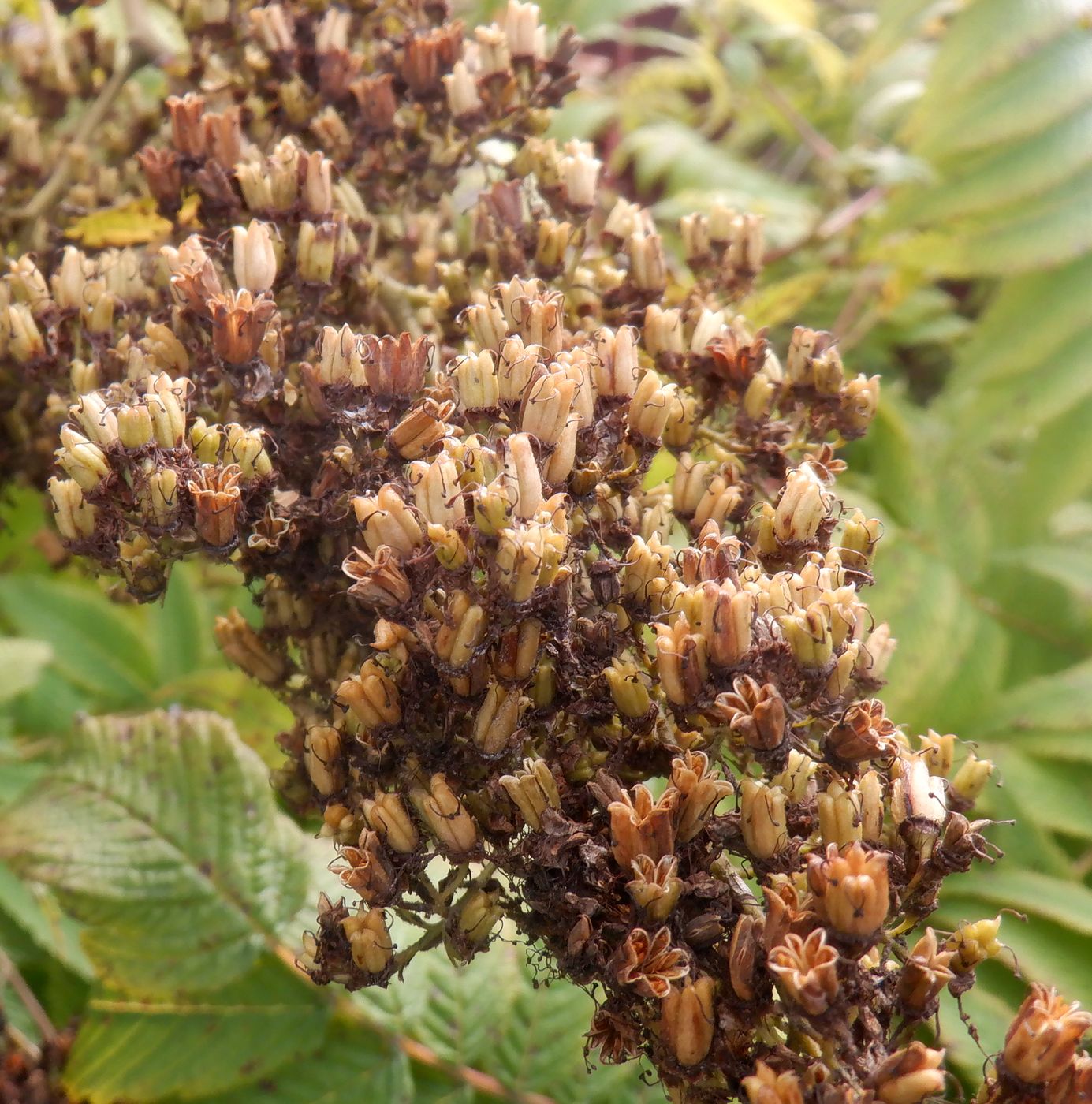 Image of Sorbaria sorbifolia specimen.