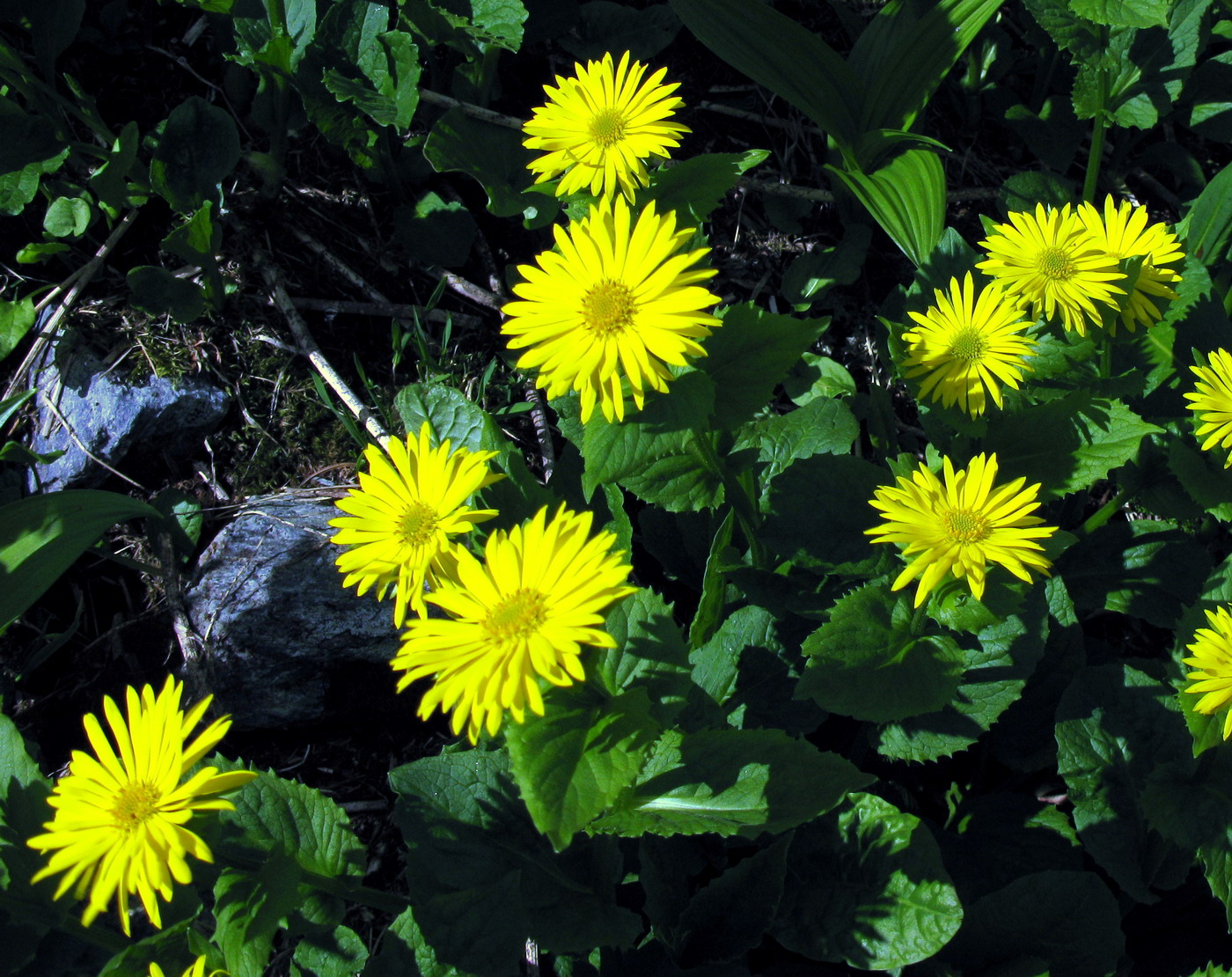 Изображение особи Doronicum altaicum.