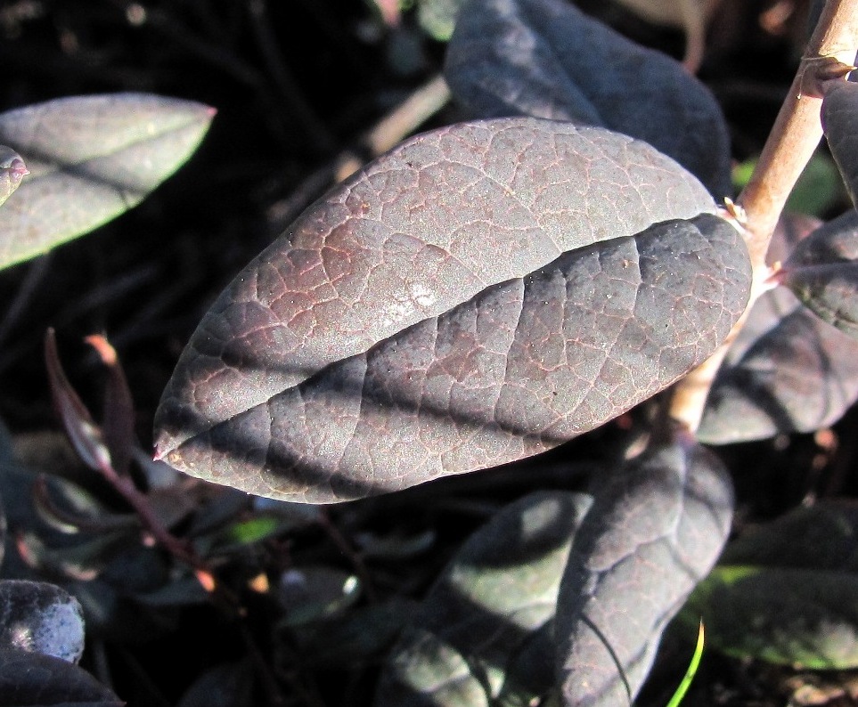 Image of Andromeda polifolia specimen.