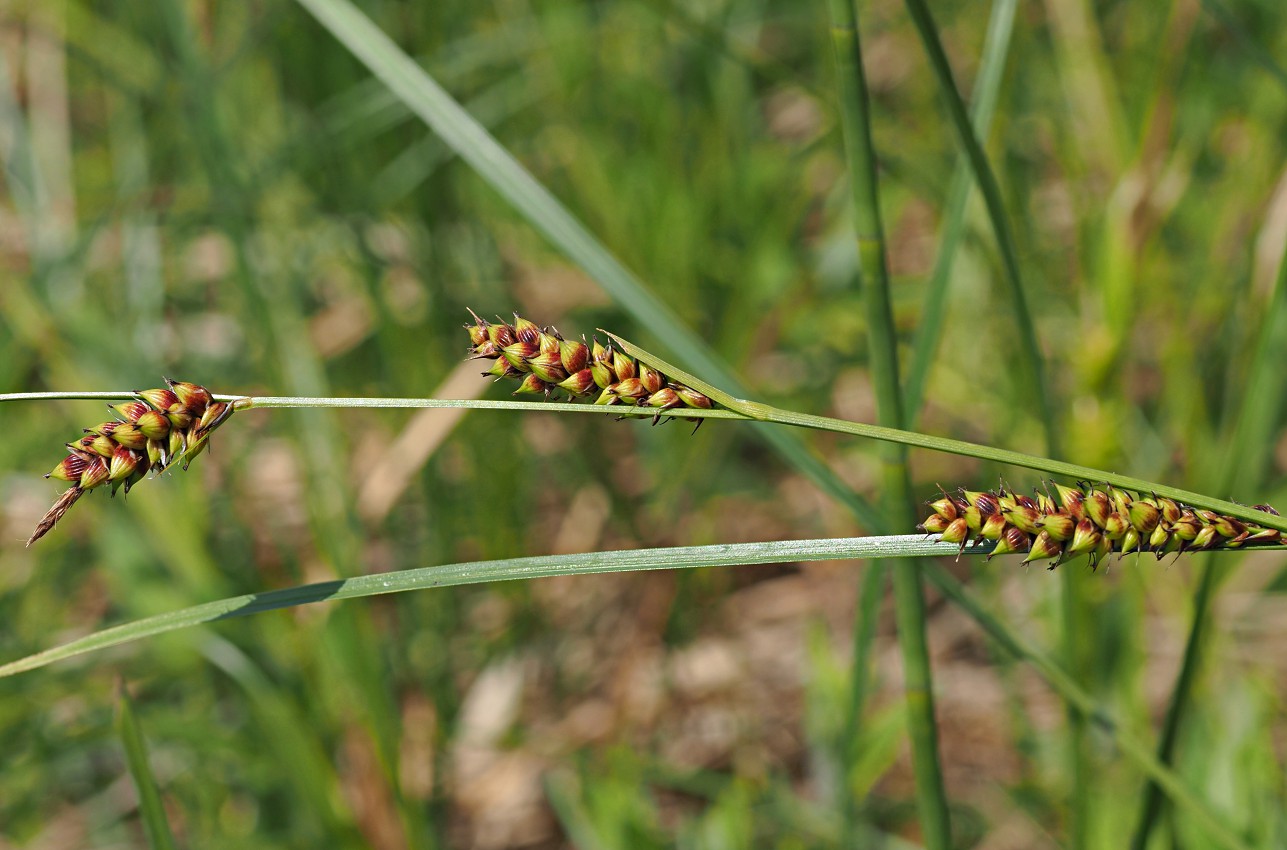 Image of Carex melanostachya specimen.