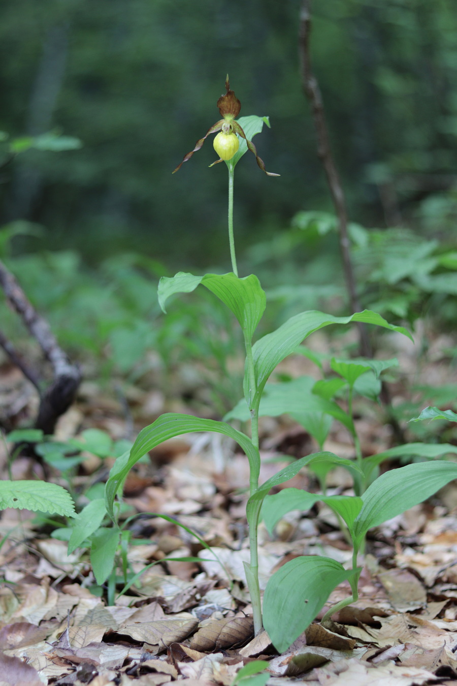 Изображение особи Cypripedium calceolus.