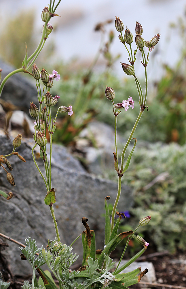 Image of Silene obscura specimen.