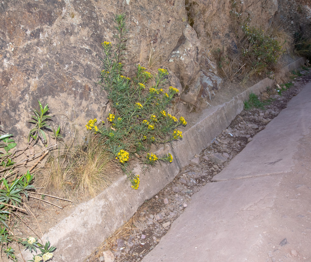 Image of Senecio rudbeckiifolius specimen.