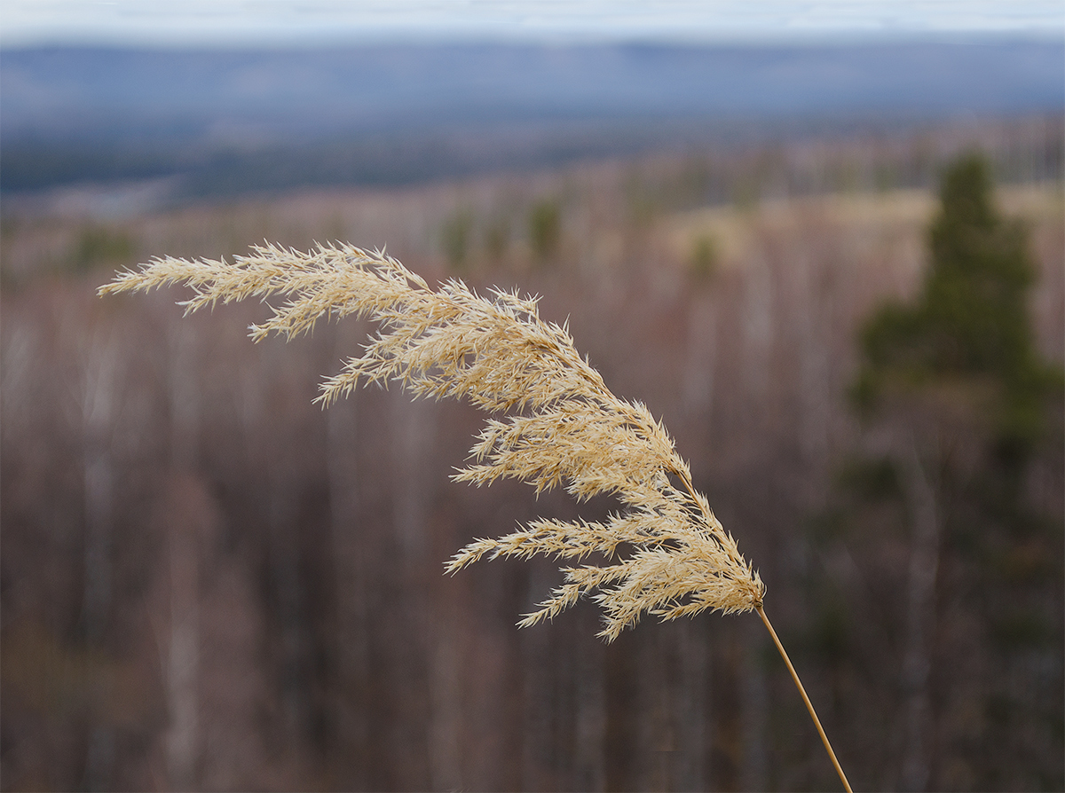 Image of genus Calamagrostis specimen.