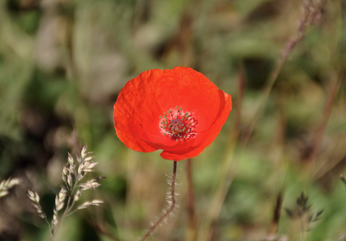 Изображение особи Papaver rhoeas.