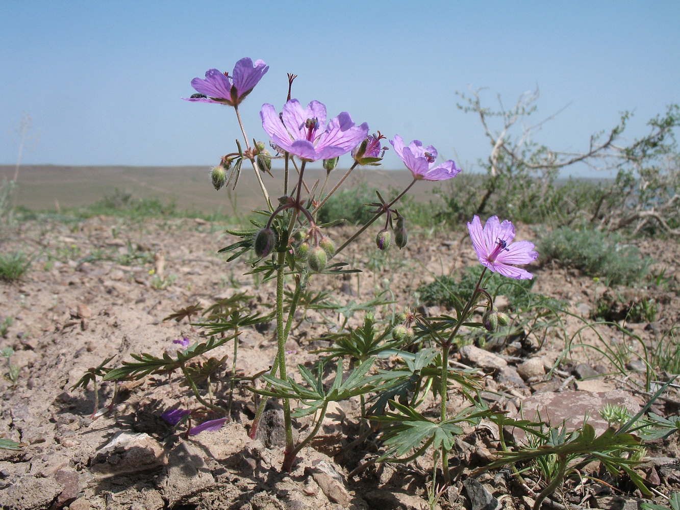 Image of Geranium transversale specimen.