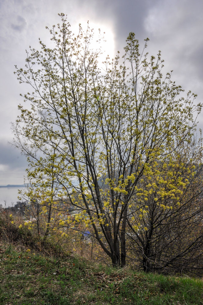 Image of Acer platanoides specimen.