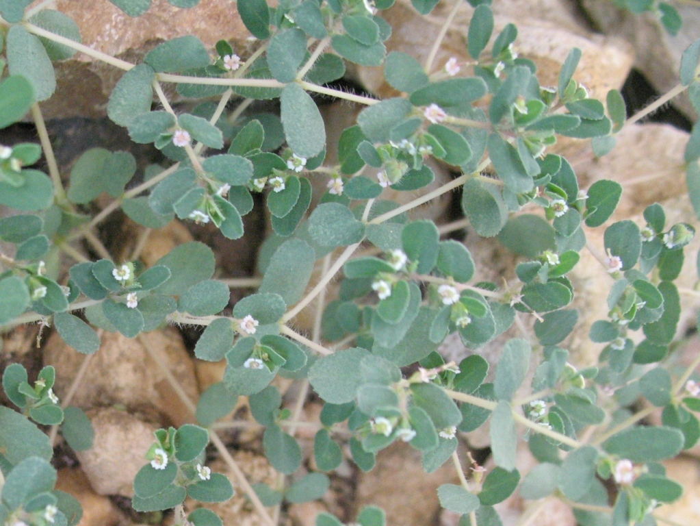 Изображение особи Euphorbia canescens.