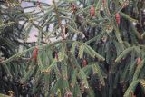 genus Picea. Ветви с микростробилами, молодыми и зрелыми шишками. Бутан, дзонгхаг Монгар, национальный парк \"Phrumsengla\". 04.05.2019.