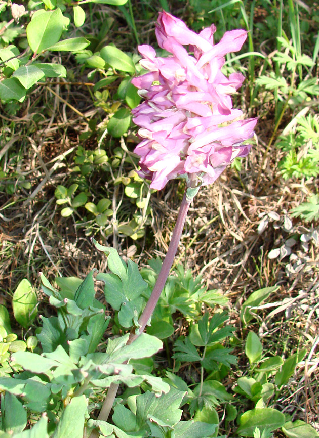 Image of Corydalis paeoniifolia specimen.