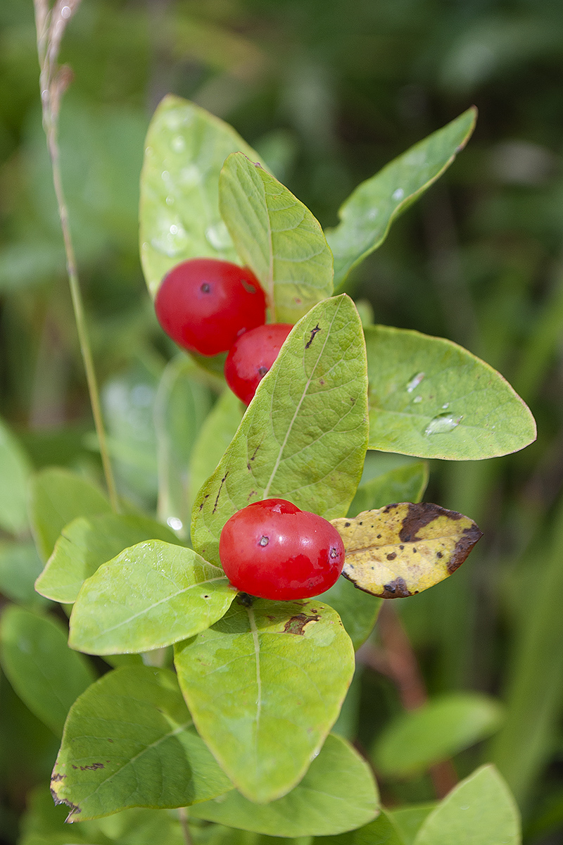 Image of Lonicera chamissoi specimen.