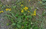 Potentilla chinensis. Цветущее растение. Приморье, окр. пос. Терней, у дороги. 02.08.2012.