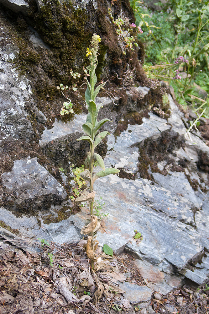 Изображение особи Verbascum thapsus.