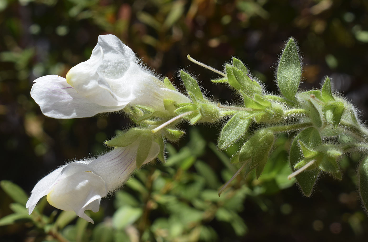 Image of Antirrhinum molle specimen.