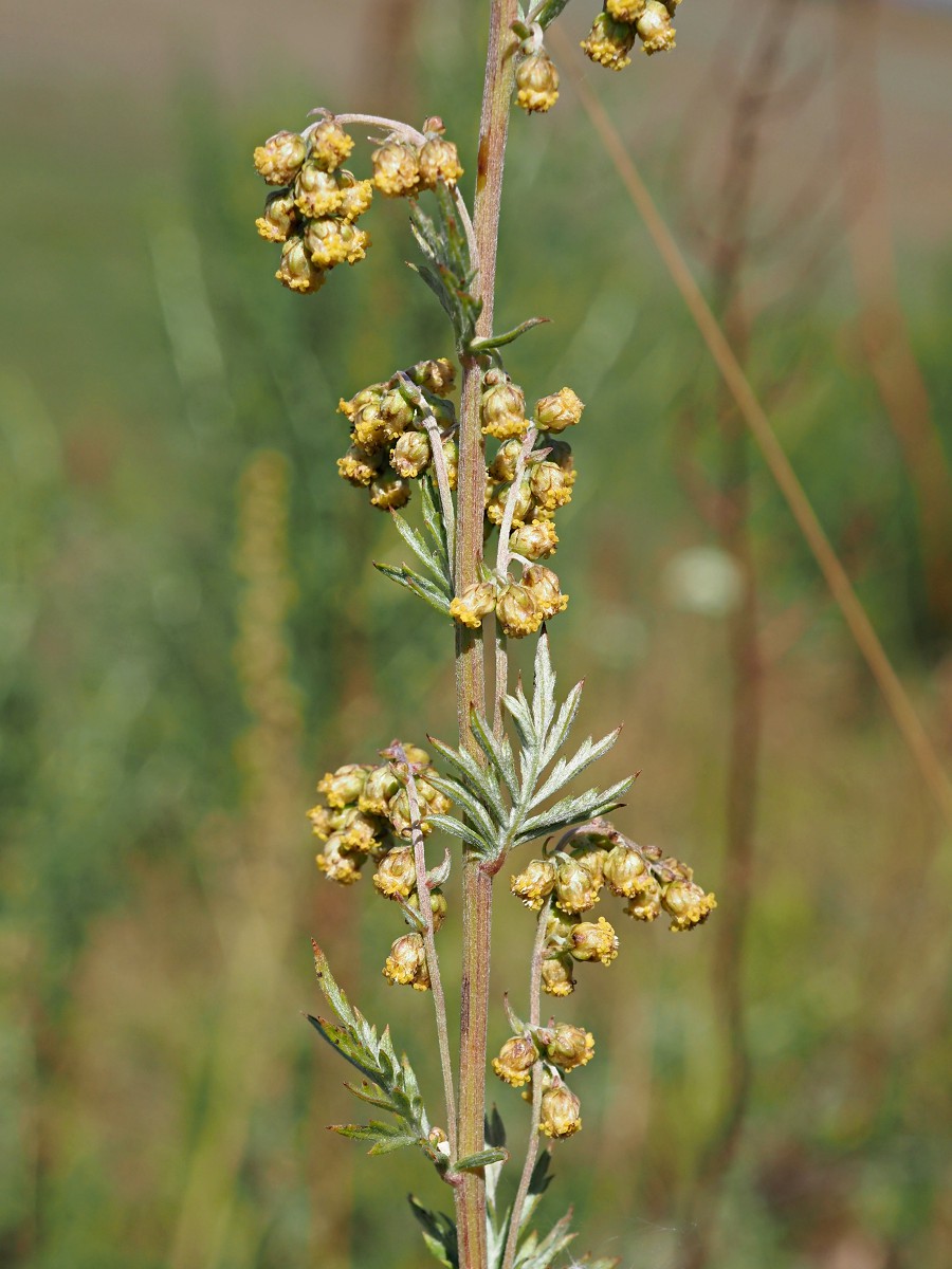 Изображение особи Artemisia armeniaca.