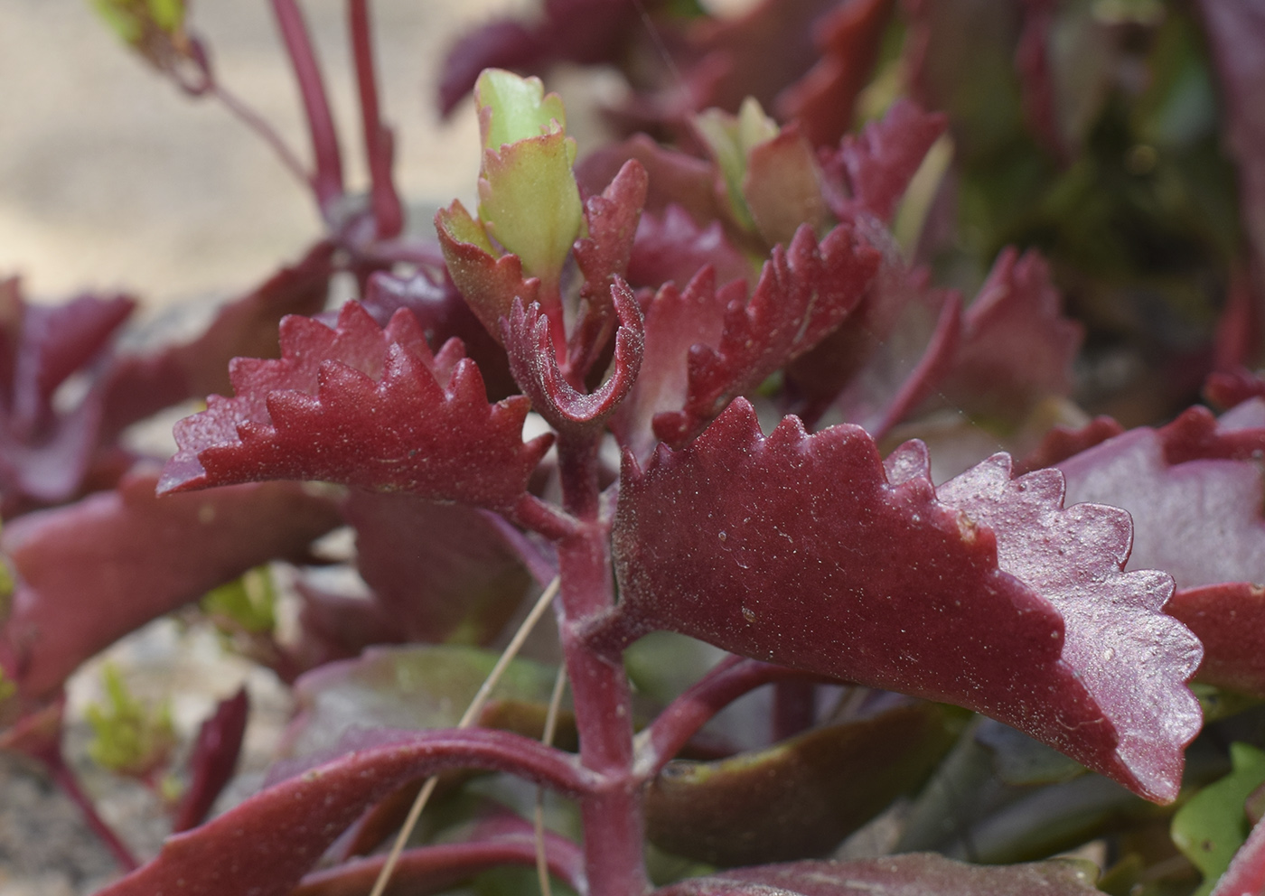 Изображение особи Kalanchoe sexangularis.