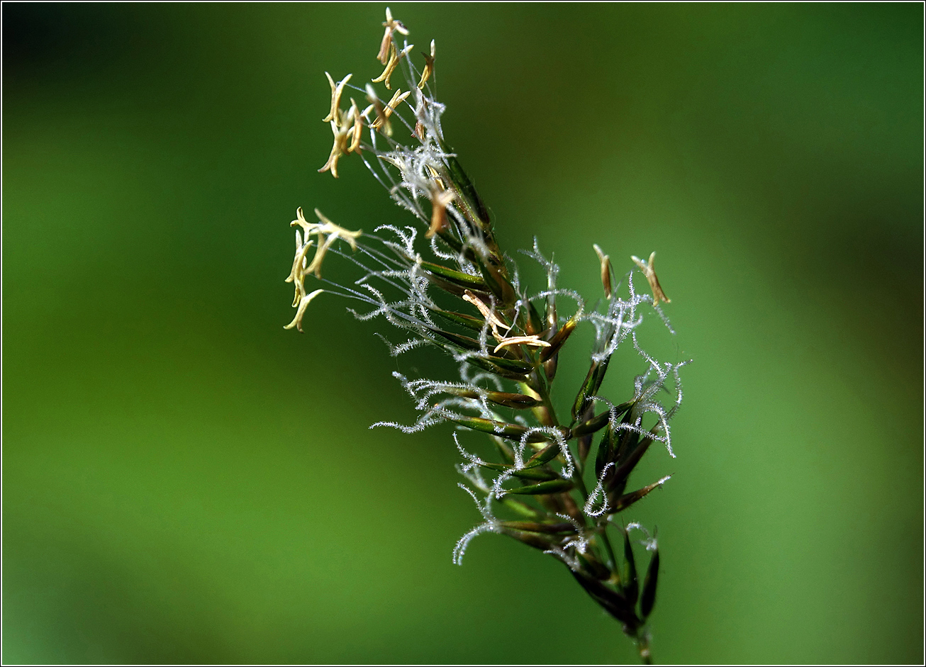 Image of Anthoxanthum odoratum specimen.