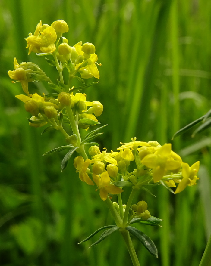 Image of Galium verum specimen.