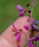 семейство Fabaceae. Часть соцветия. Чили, обл. Valparaiso, провинция Isla de Pascua, г. Hanga Roa, высокий берег океана, сообщество травянистых растений. 08.03.2023.