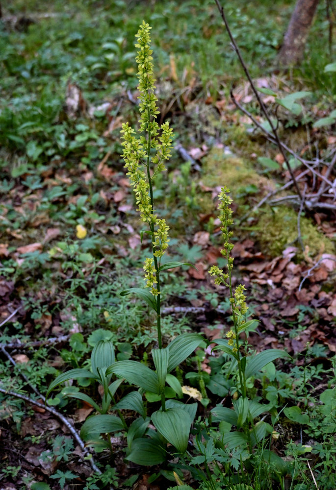 Image of Veratrum lobelianum specimen.