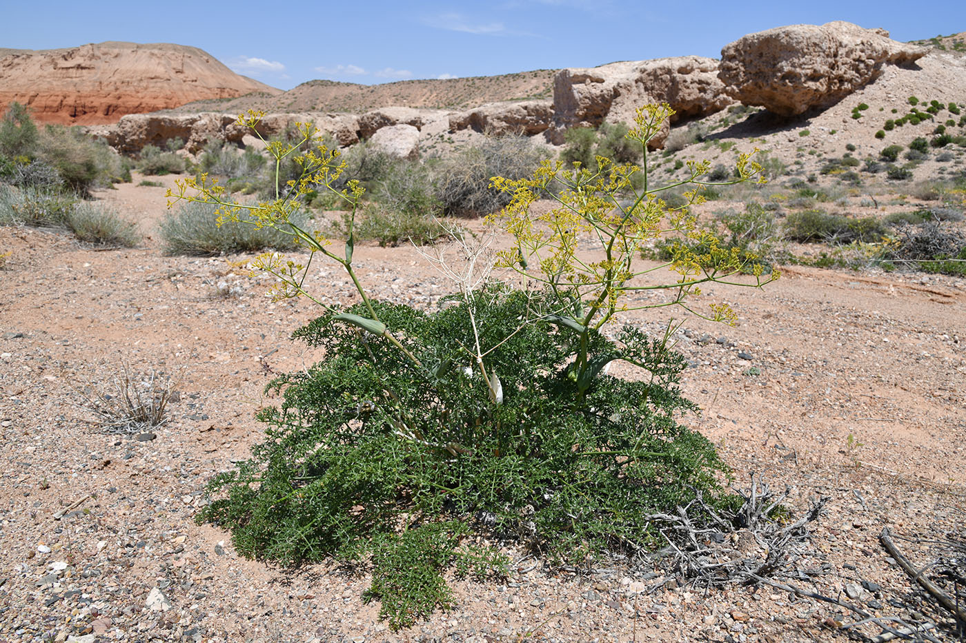 Image of Ferula ovina specimen.