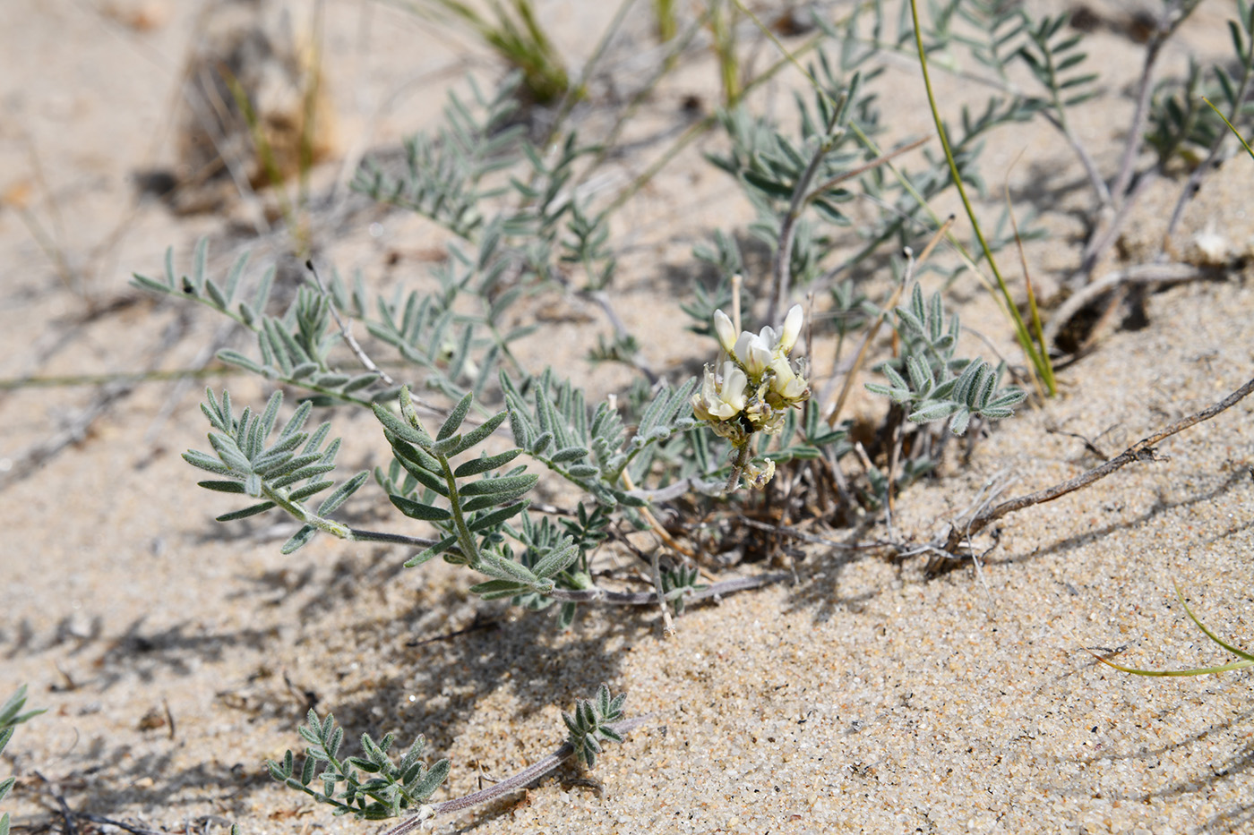 Image of Astragalus olchonensis specimen.