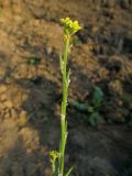 Sisymbrium officinale. Верхушка цветущего и плодоносящего растения. Томск, между пос. Новый и мкр. Зелёные горки, заброшенные садовые участки, в нижней части глинистой насыпи под стройплощадкой. 21.09.2016.