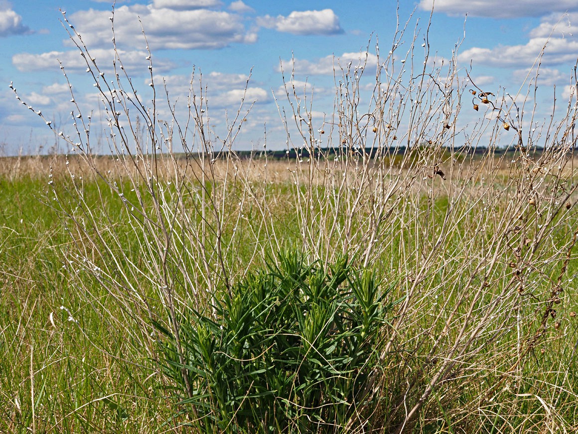 Image of Lithospermum officinale specimen.