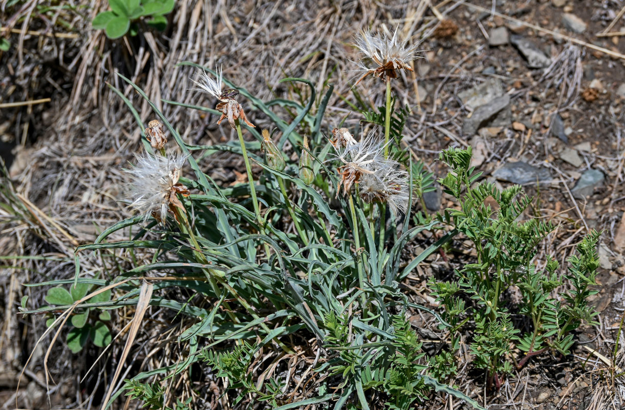 Image of Scorzonera austriaca specimen.