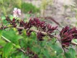 Buddleja davidii. Часть соплодия. Краснодарский край, городской округ Сочи, Хостинский р-н, окр. с. Хлебороб, устье р. Малая Хоста, песчано-галечниковые отложения. 13.10.2022.