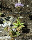Смотреть изображение Trachelium caeruleum