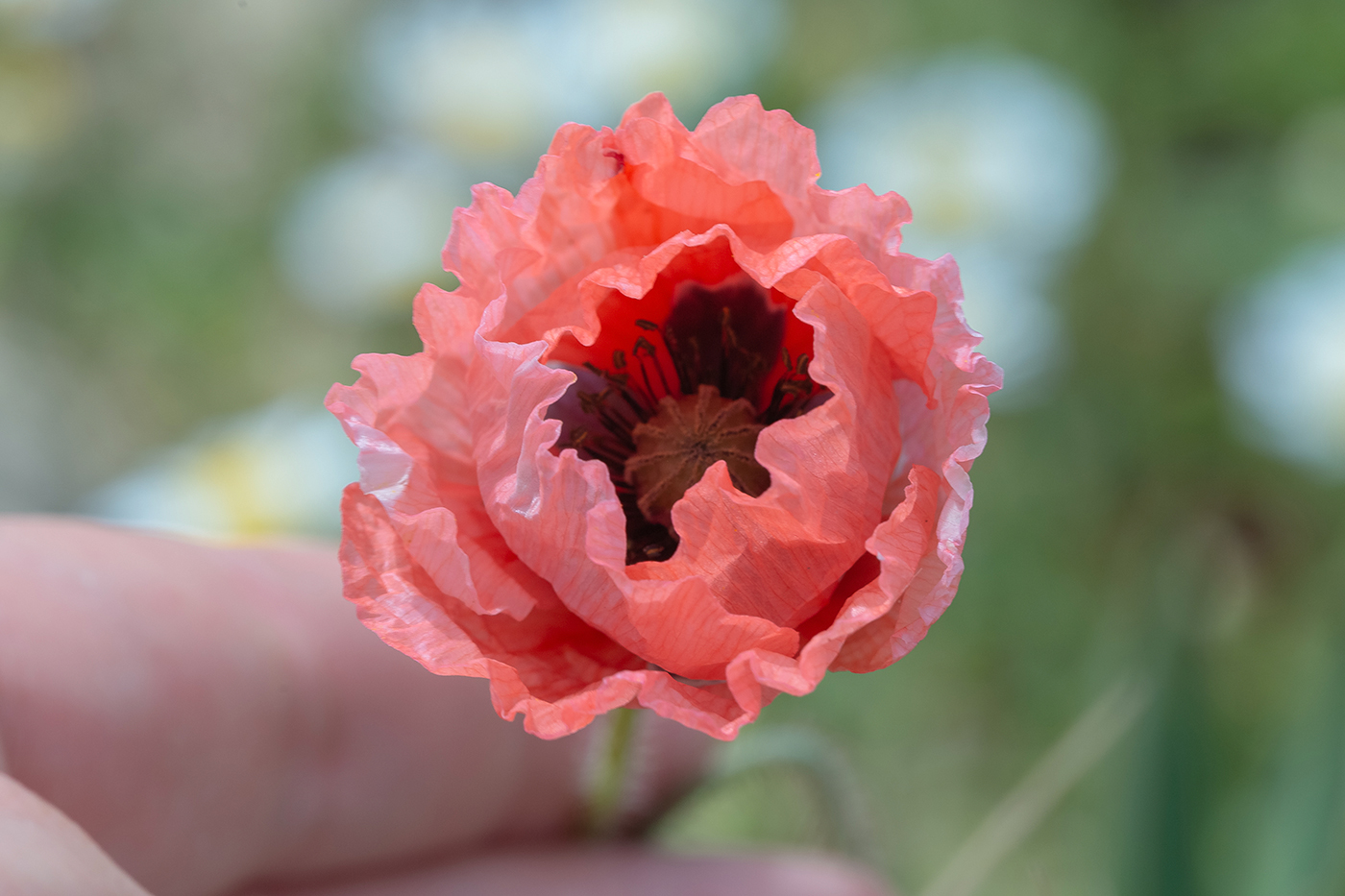 Image of Papaver umbonatum specimen.