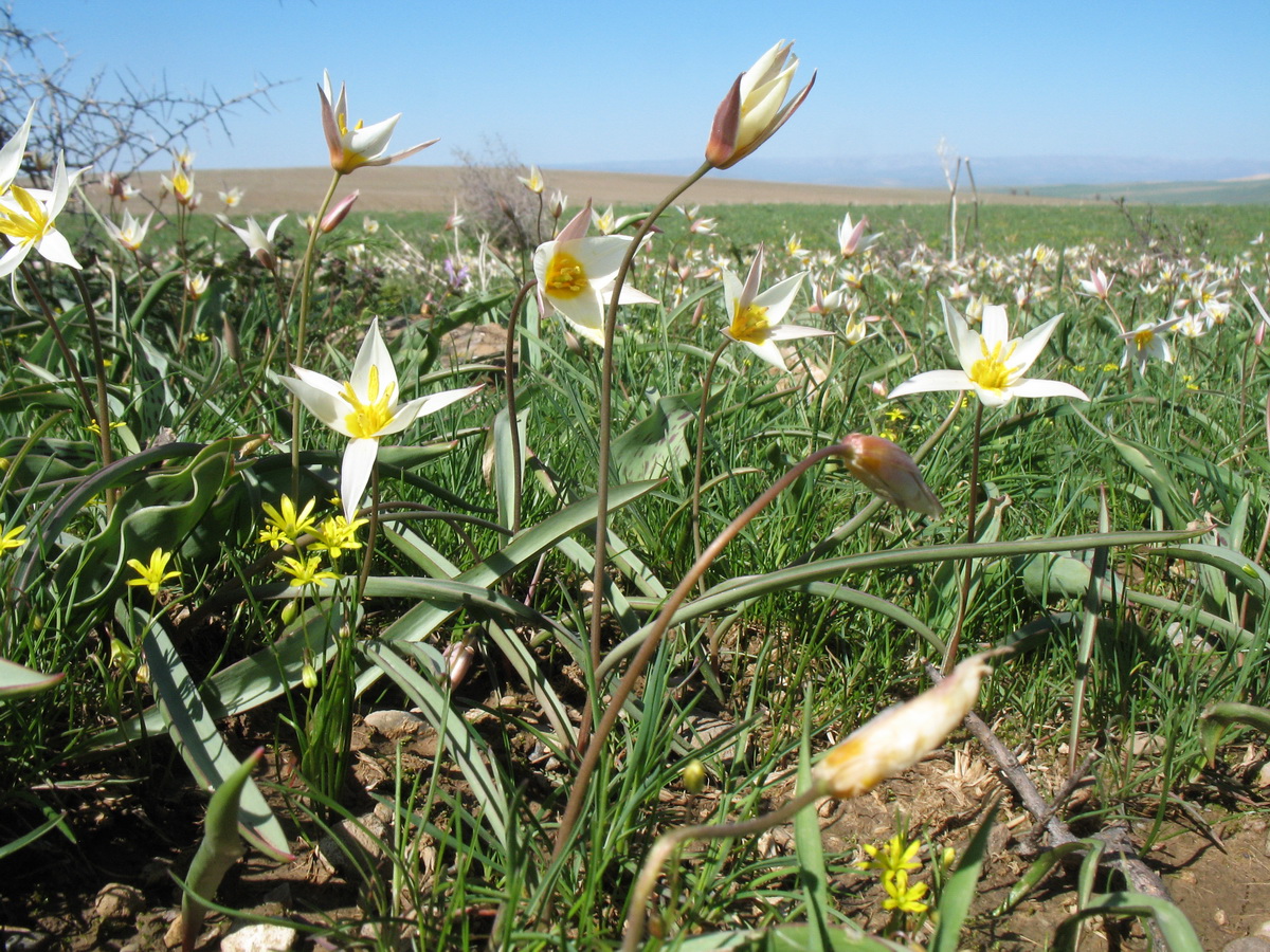 Изображение особи Tulipa bifloriformis.