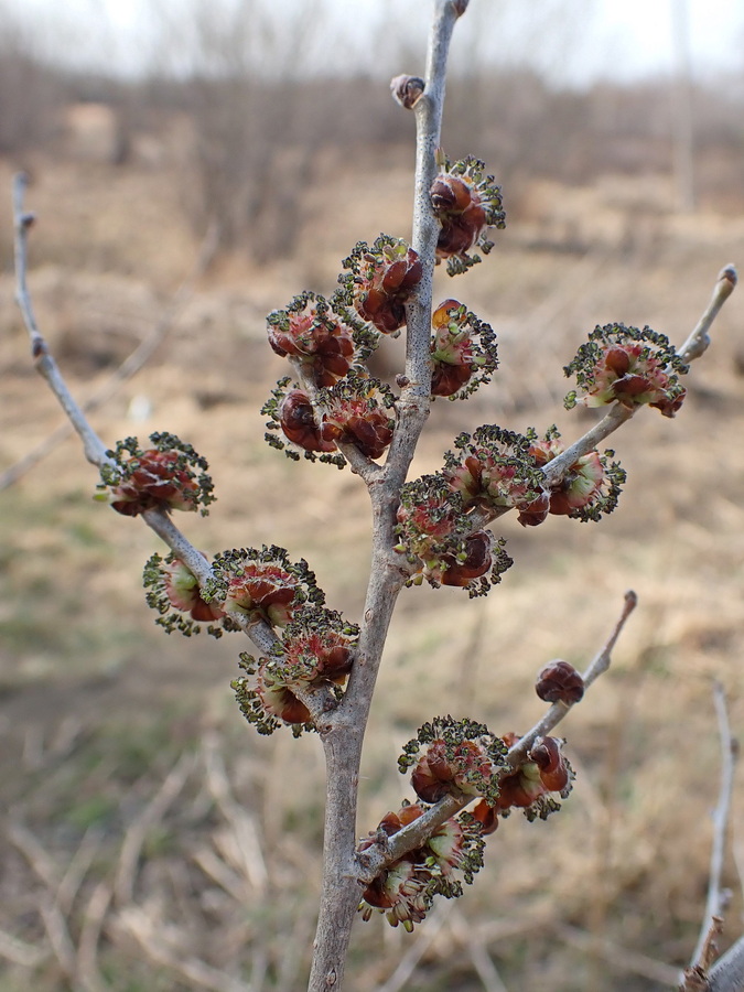 Image of Ulmus pumila specimen.