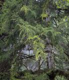 Picea orientalis