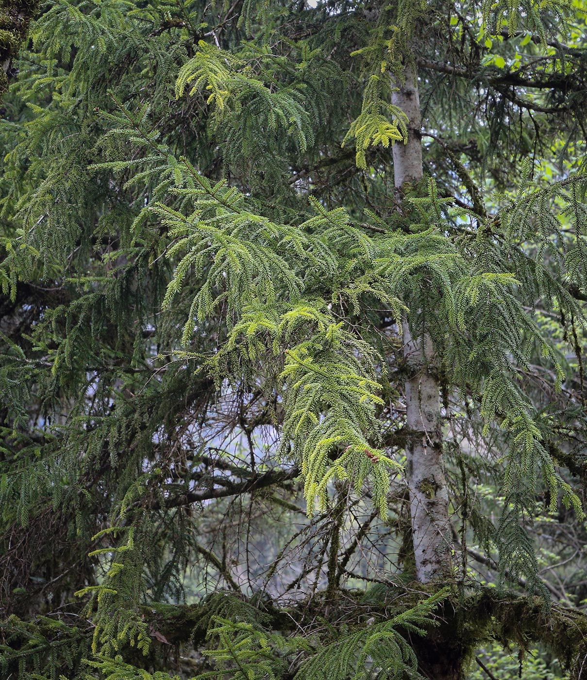 Image of Picea orientalis specimen.