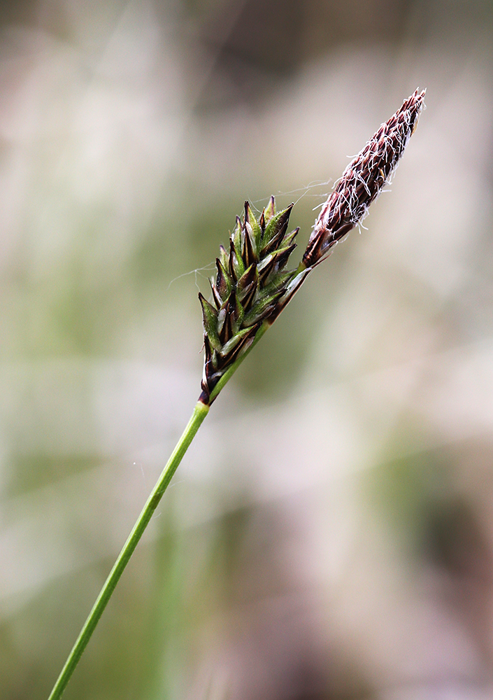 Изображение особи Carex ulobasis.